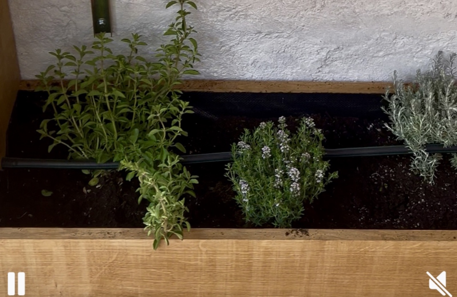 Precision drip irrigation at the root zone