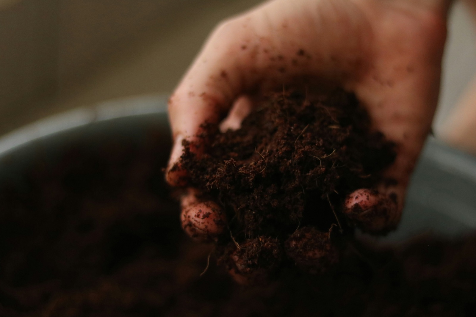 Living soil blend, close-up