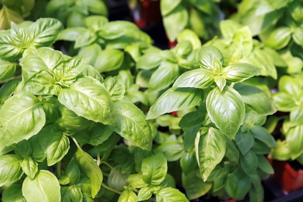 Basil leaves