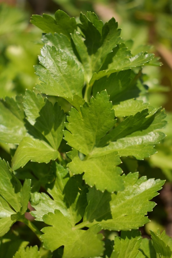 Celery stalks