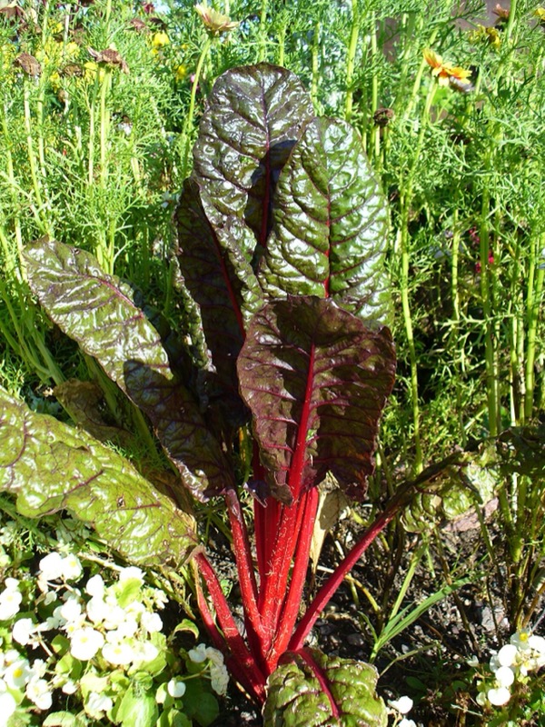 Chard stems and leaves