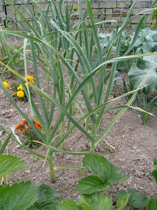 Garlic