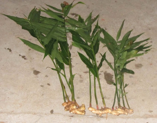 Ginger root