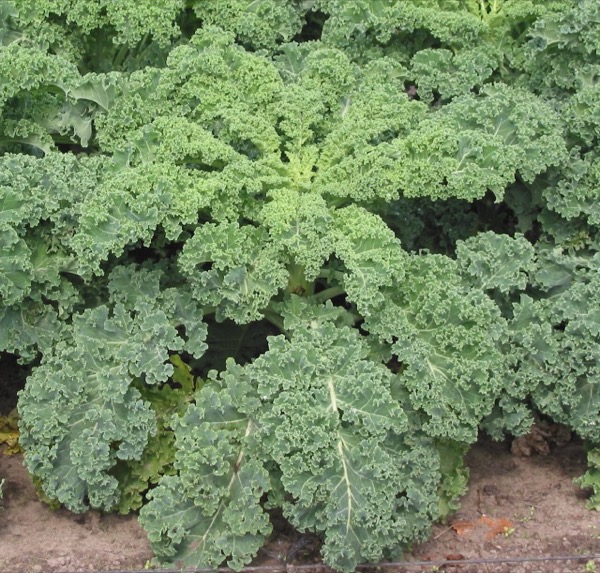 Kale leaves