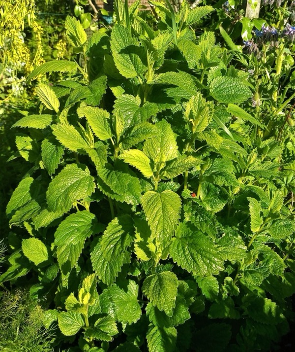 Lemon balm leaves