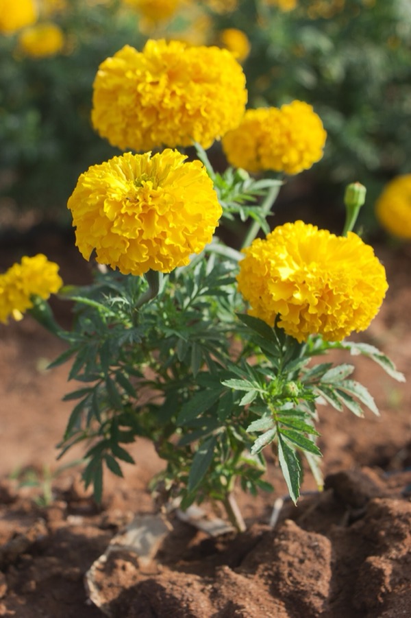 Marigold flowers