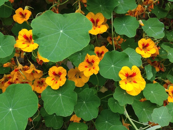 Nasturtium flowers