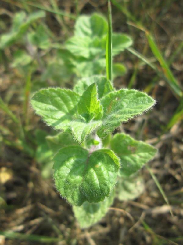 Oregano