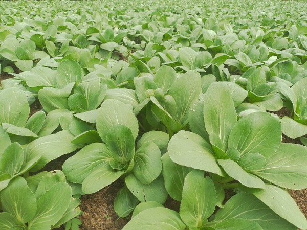Pak choi