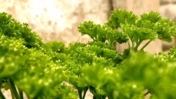 Parsley