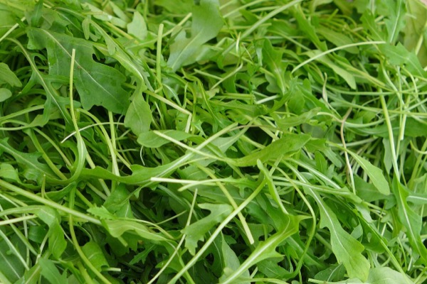 Rocket / arugula leaves