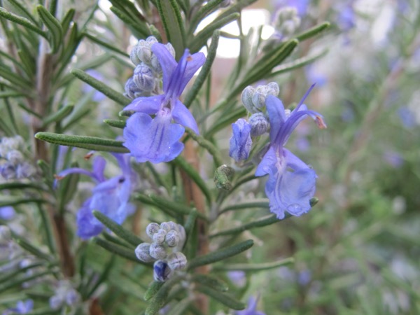 Rosemary sprigs