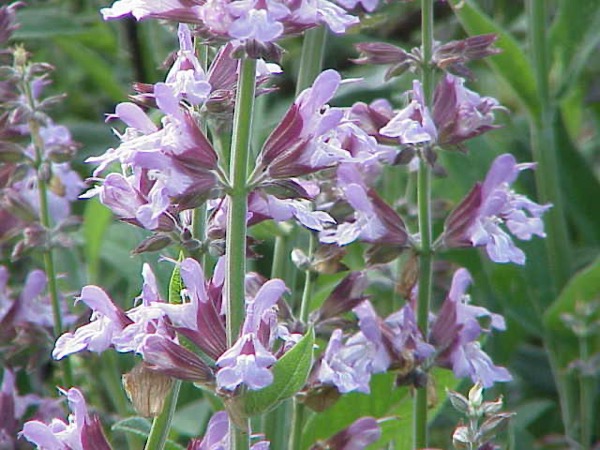 Sage leaves
