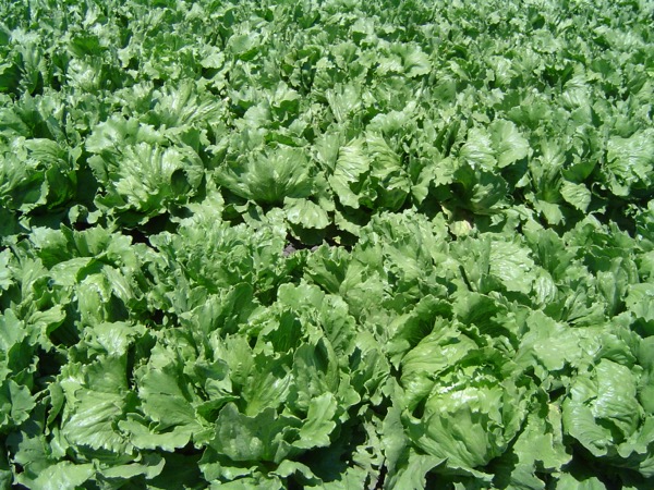 Salad leaves close-up