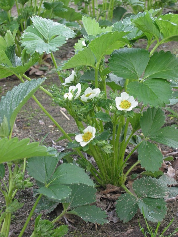 Strawberries