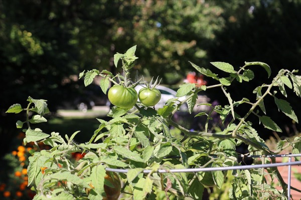 Tomatoes on the vine